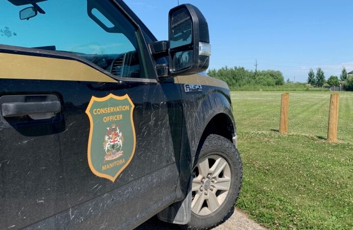 4-year-old recovering after second coyote attack in Winnipeg in less than a week