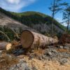 Why scientists say Canada’s logging industry produces far more emissions than tallied